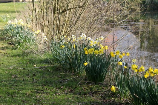IMG_2686Daffodils