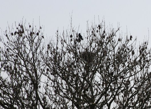 IMG_2687Rook's nest-001