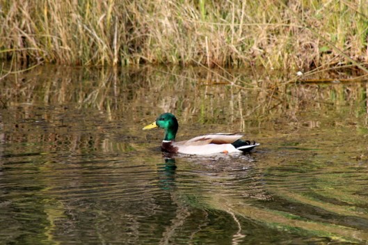 IMG_2691Mallard