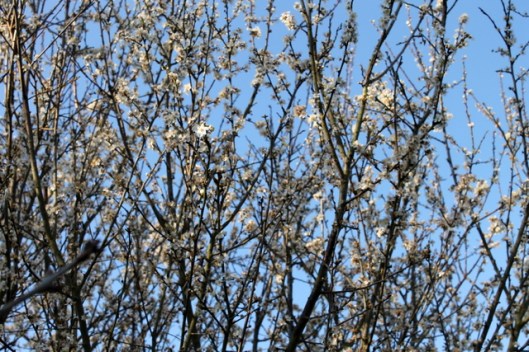 IMG_2695Cherry-plum