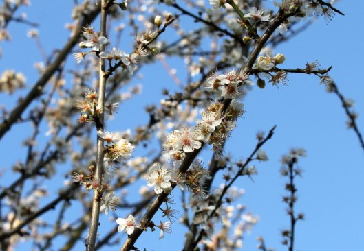 IMG_2696Cherry-plum