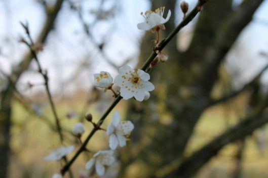 IMG_2697Cherry-plum