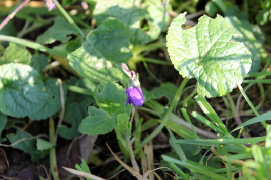 IMG_2701Sweet violet