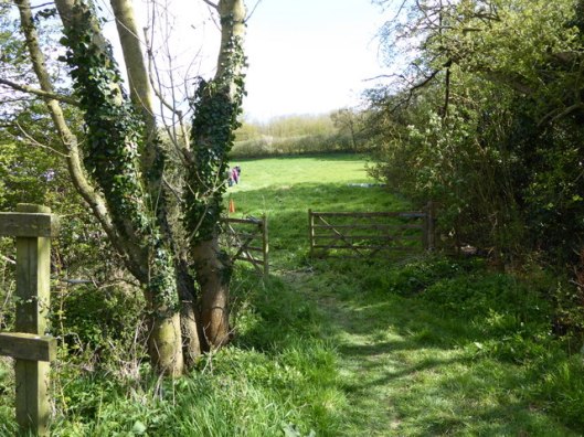 P1000011Fox Fritillary Meadow