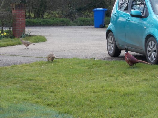 DSCN0330Pheasants