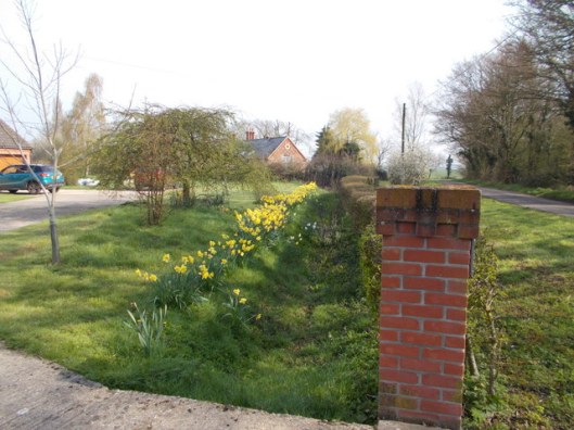 DSCN0344Daffodils in the garden