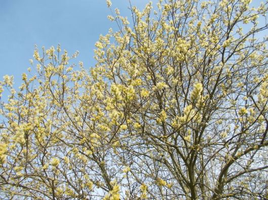 DSCN0355Goat willow