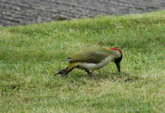 IMG_2741Green Woodpecker