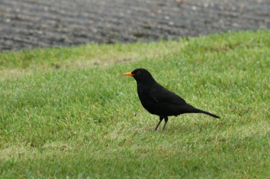 IMG_2744Blackbird