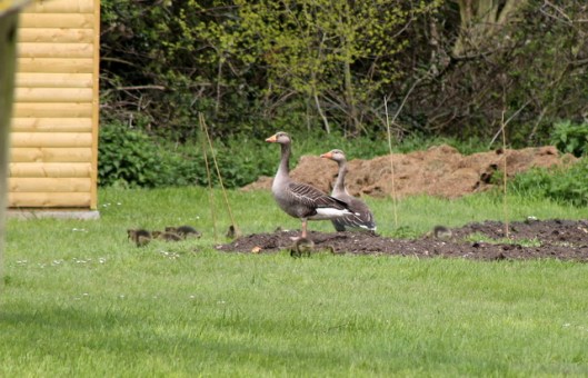 IMG_2746Greylags
