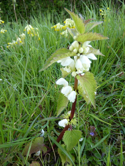 P1000038White deadnettle