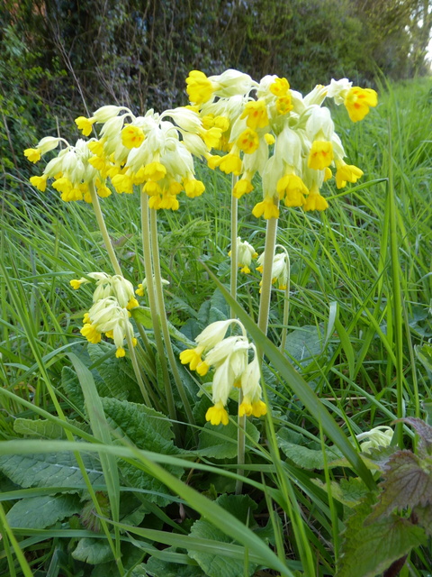 P1000039Cowslip