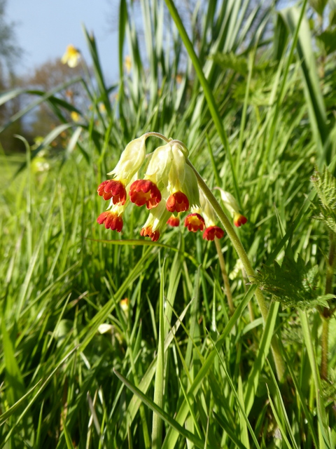 P1000044Cowslip