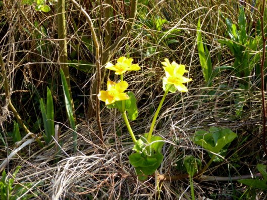 P1000048Marsh marigold
