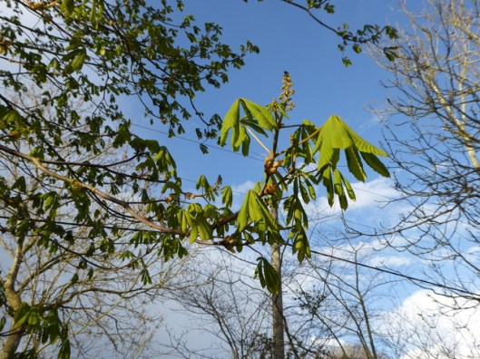 P1000051Horse chestnut
