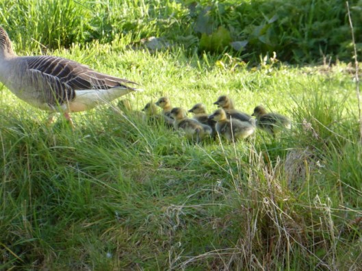 P1000057Greylags
