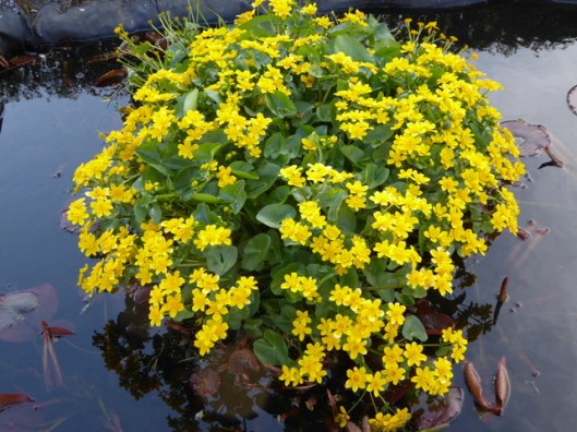 P1000059Marsh marigold