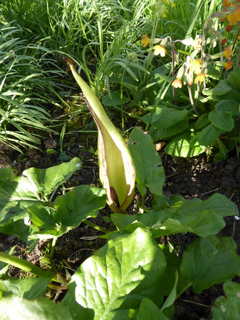 P1000061Lords and ladies