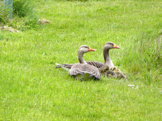 P1000091Greylags