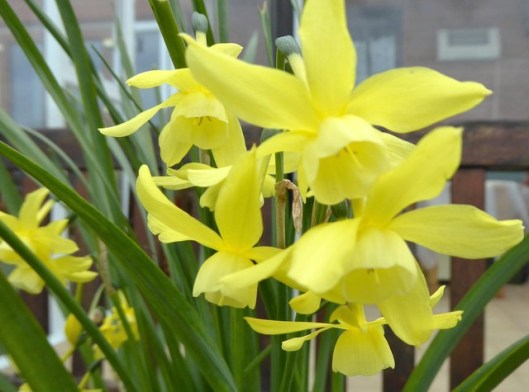 P1000071Jonquils-001