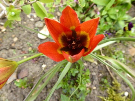 P1000073Miniature Tulip