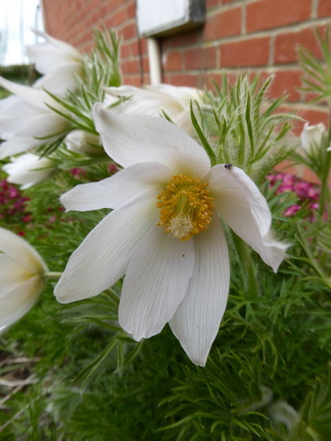 P1000074Pasque flower