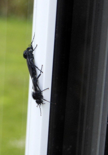 P1000096St Mark's flies-001