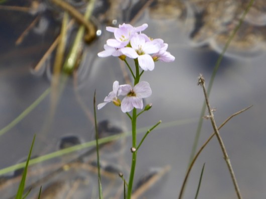P1000104Lady's smock