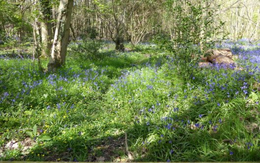 P1000114Reydon wood-001