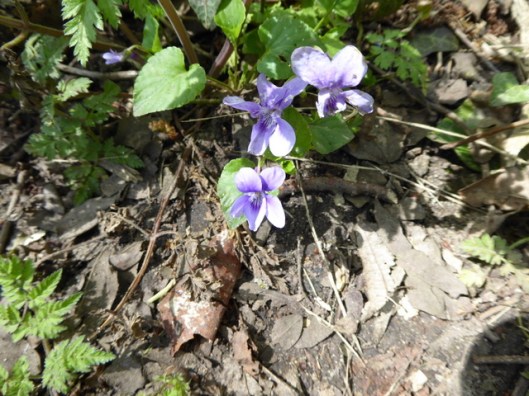 P1000115Violets