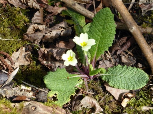 P1000125Primroses