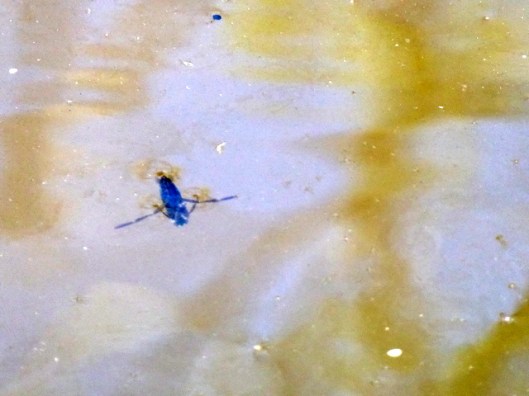P1000130Common backswimmer