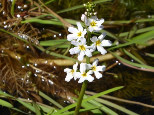 P1000134Water-violet