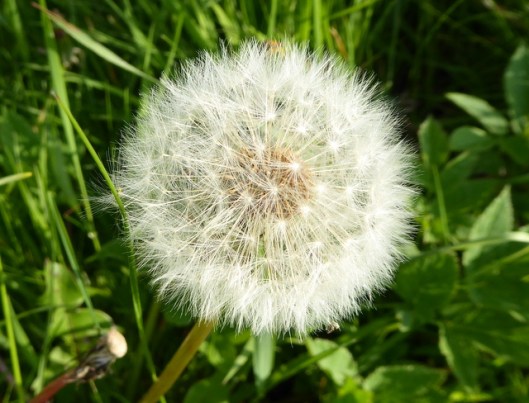 P1000185Dandelion