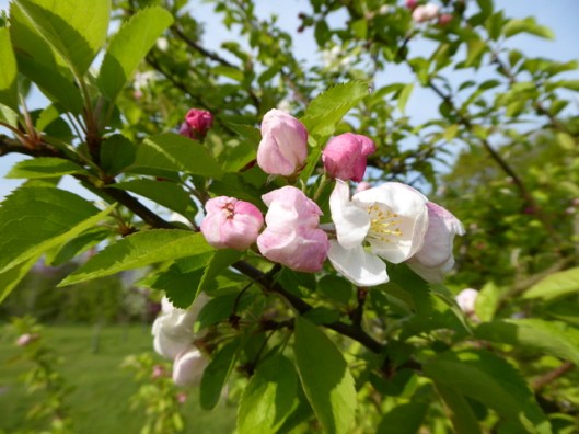 P1000187Crabapple 'Evereste' blossom