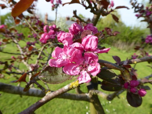 P1000189Crabapple 'Harry Baker' blossom