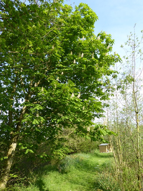 P1000195Horse chestnut
