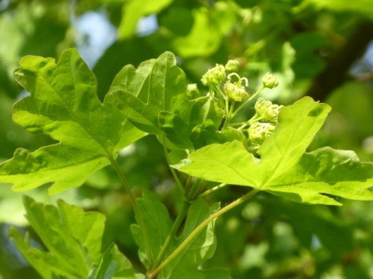 P1000197Field maple
