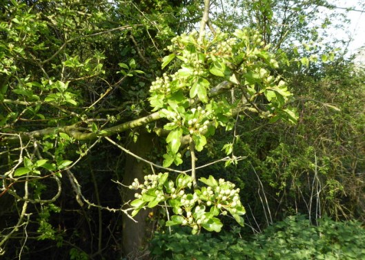 P1000199Hawthorn