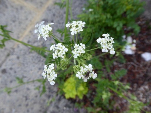 P1000201Cow parsley