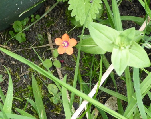 P1000897Scarlet Pimpernel