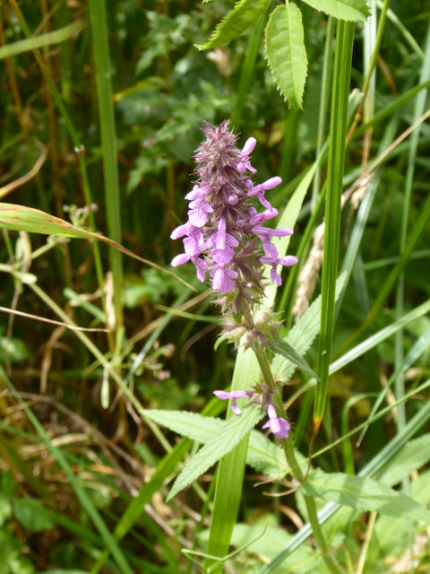 P1000899Marsh Woundwort