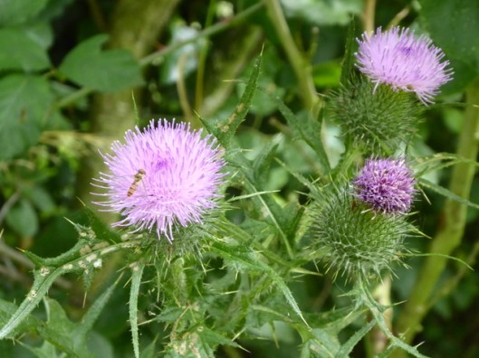 P1000902Spear Thistle