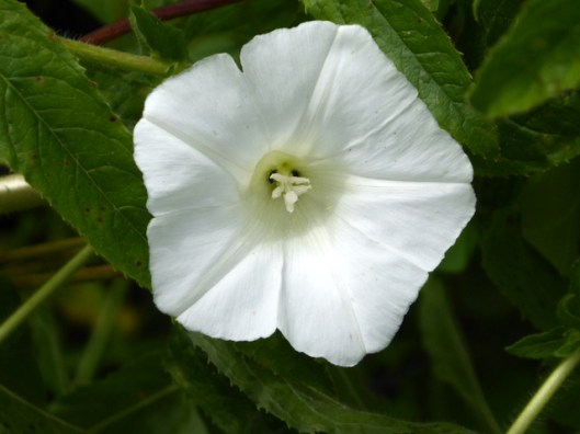 P1000908Hedge Bindweed