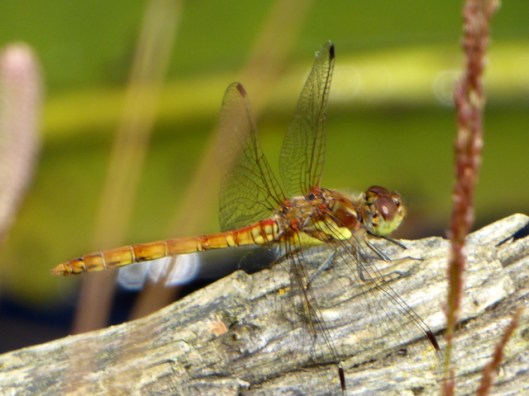 P1000910Common Darter