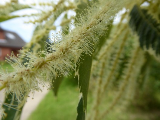 P1000915Sweet Chestnut