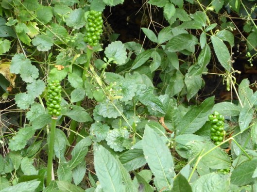 P1000923Lords and Ladies