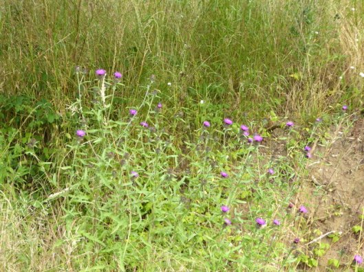 P1000928Common Knapweed