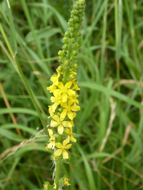 P1000931Agrimony-001