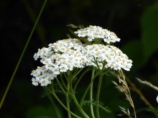 P1000932Yarrow